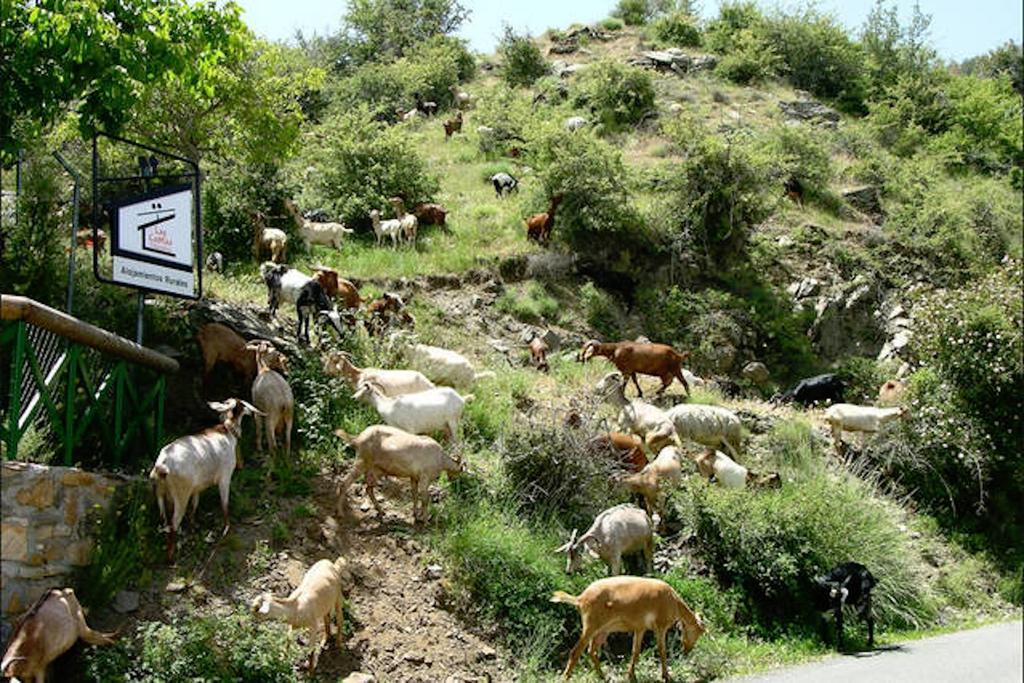 Telecabina Las Catifas Guejar-Sierra Bagian luar foto